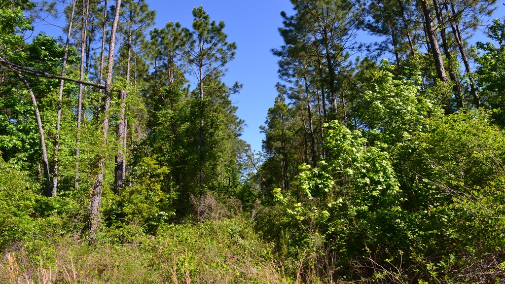 Mayberry Tract 1 Photo