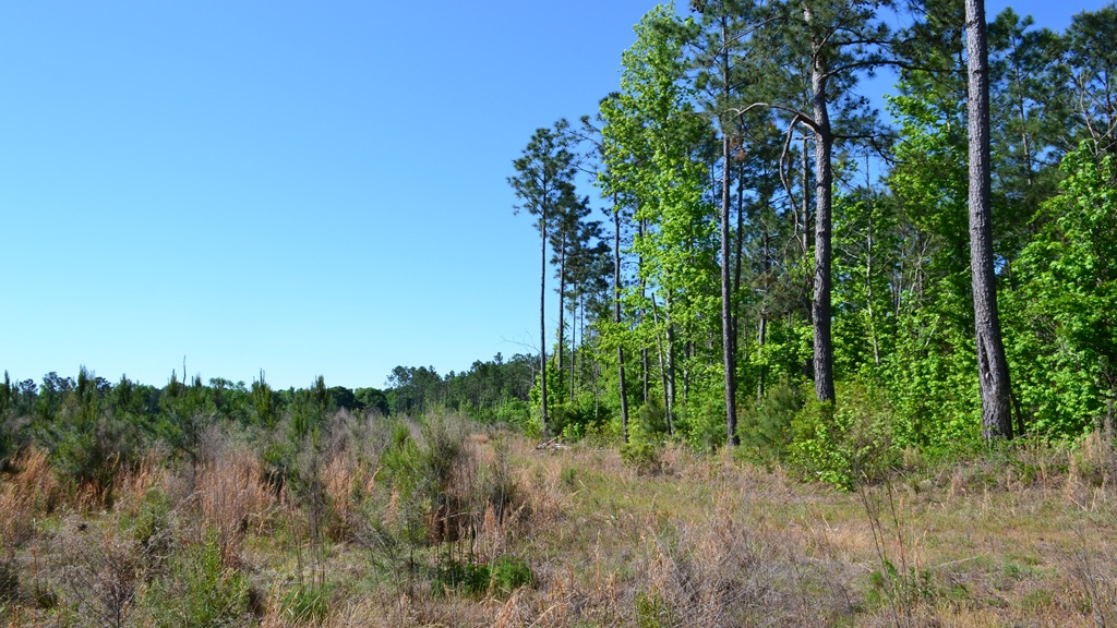 Mayberry Tract 1 Photo