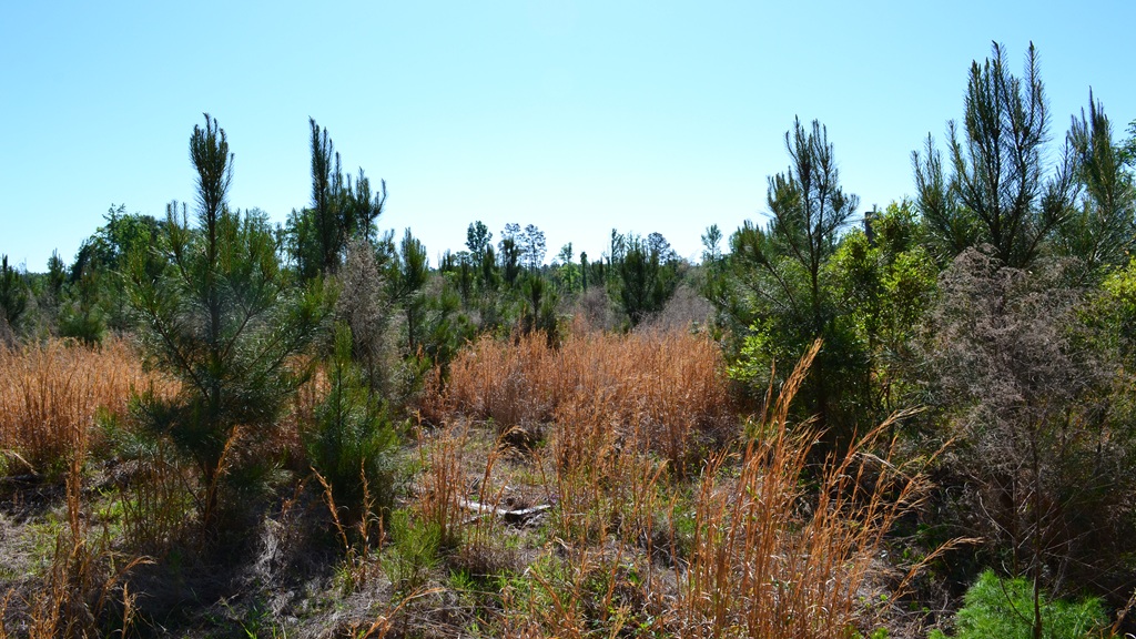 Mayberry Tract 2 Photo