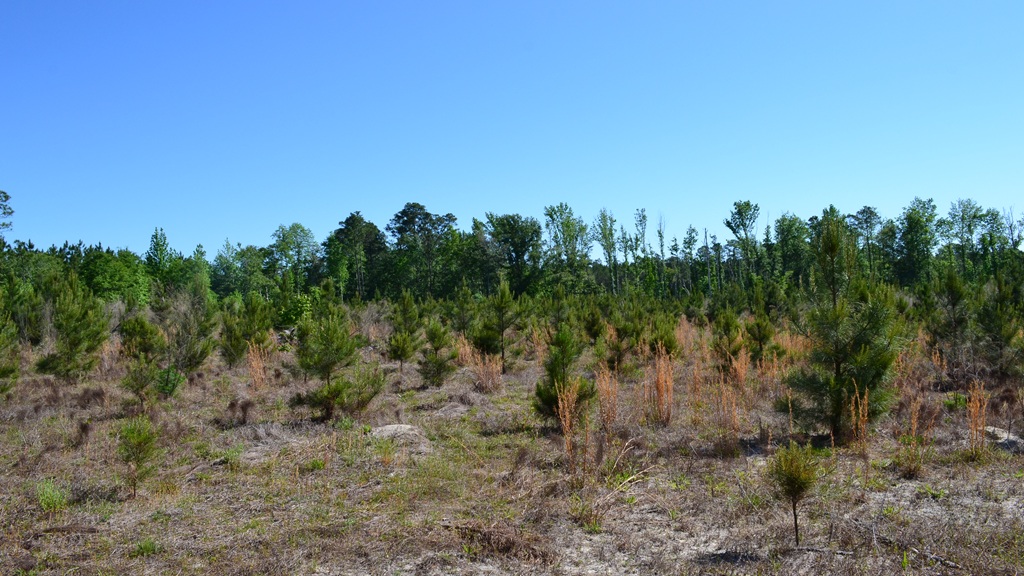 Mayberry Tract 6 Photo