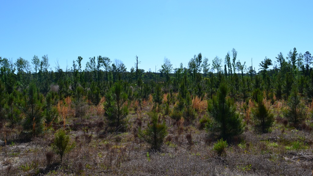 Mayberry Tract 6 Photo