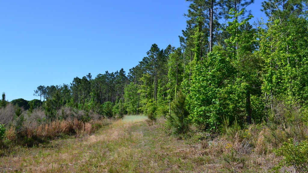 Mayberry Tract 1 Photo