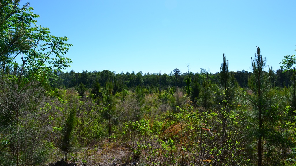 Mayberry Tract 2 Photo