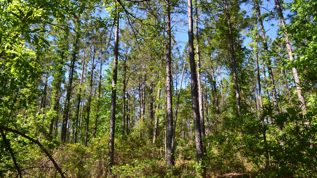 Mayberry Tract 6 Photo