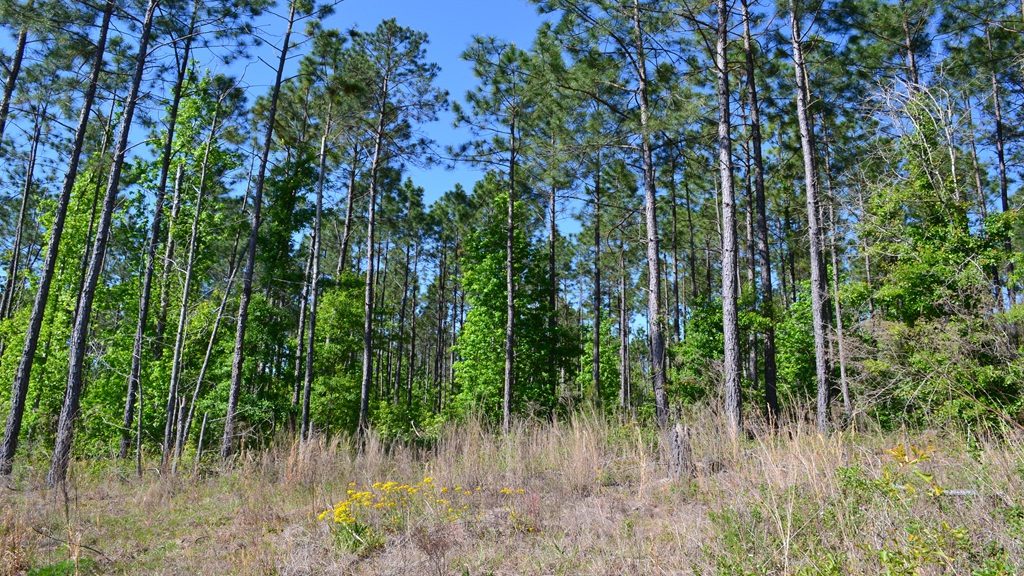 Mayberry Tract 5 Photo