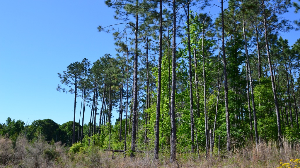 Mayberry Tract 4 Photo