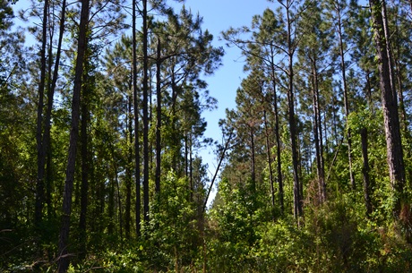 Mayberry Tract 1