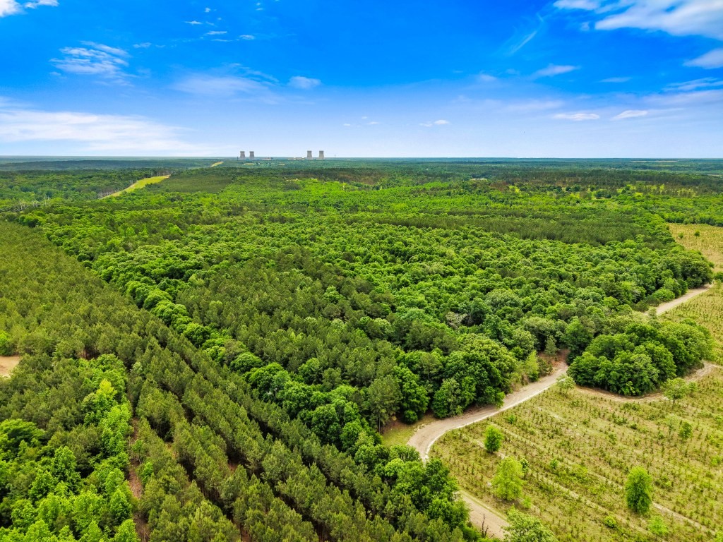 River Road Woods Photo