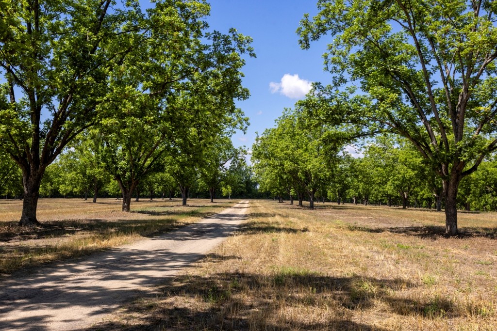 Candler Pecan Orchard Photo