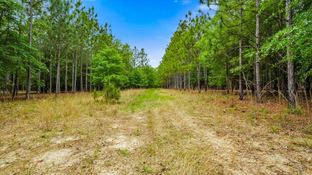 River Road Woods Photo