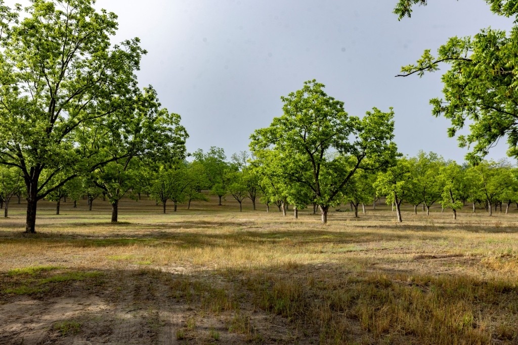 Candler Pecan Orchard Photo