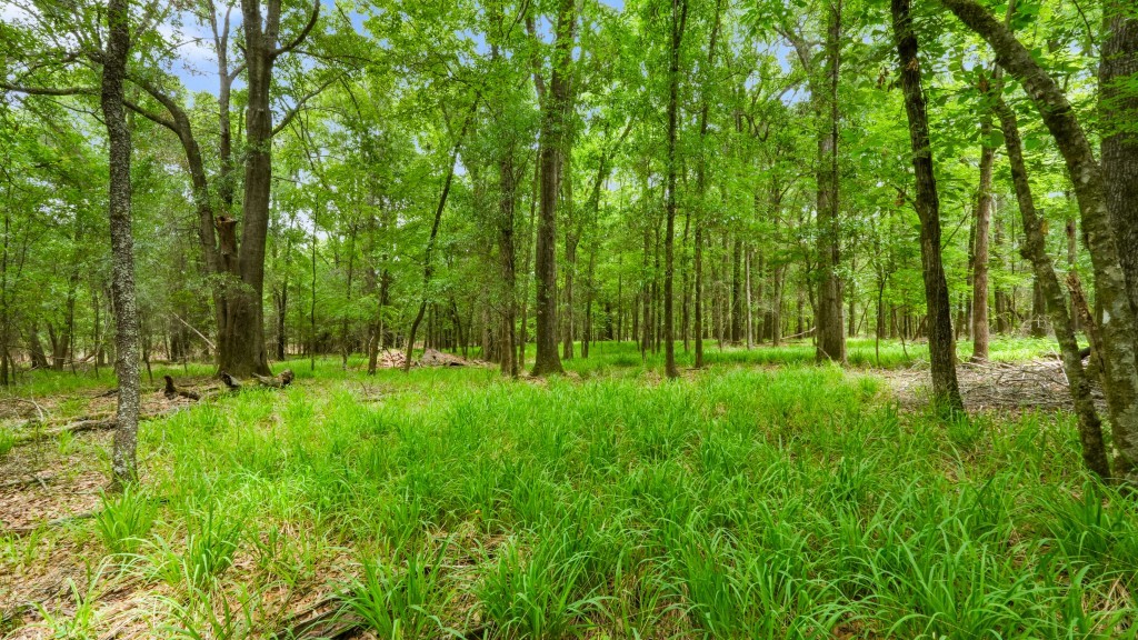 River Road Woods Photo