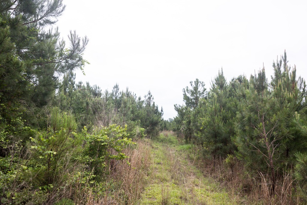Adams Hammock Homestead Photo