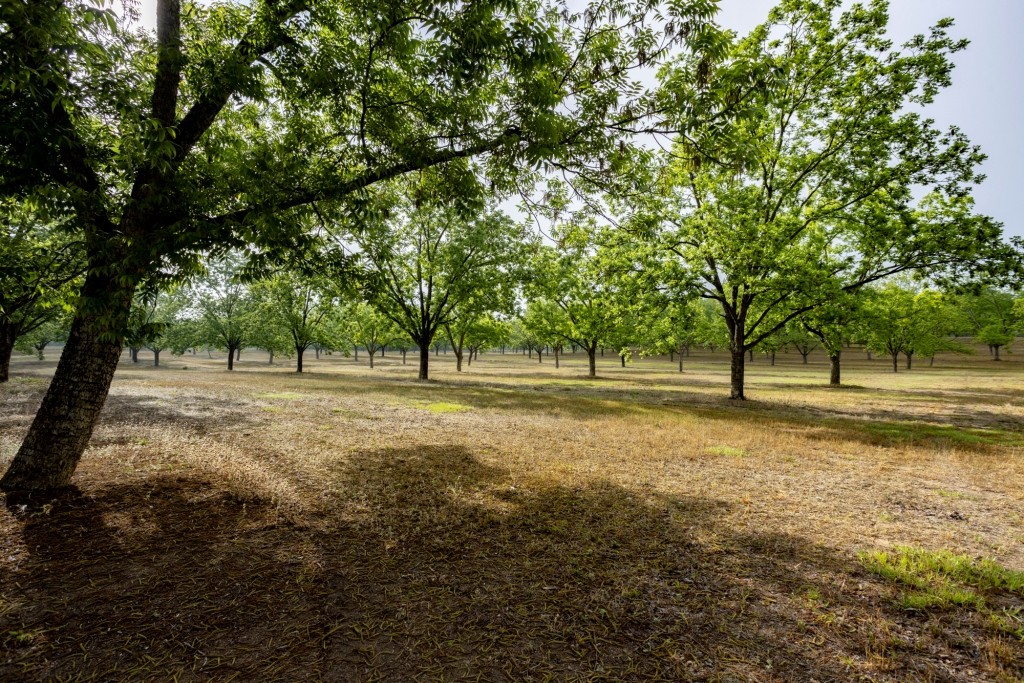 Candler Pecan Orchard Photo