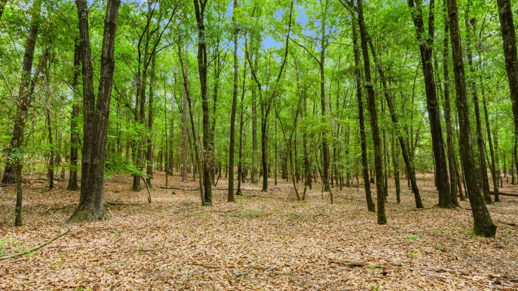 River Road Woods Photo