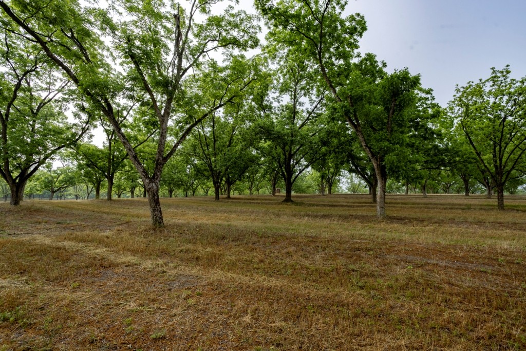Candler Pecan Orchard Photo