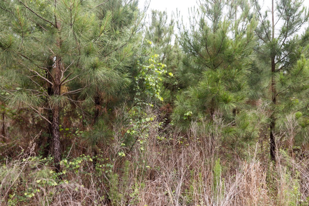 Adams Hammock Homestead Photo
