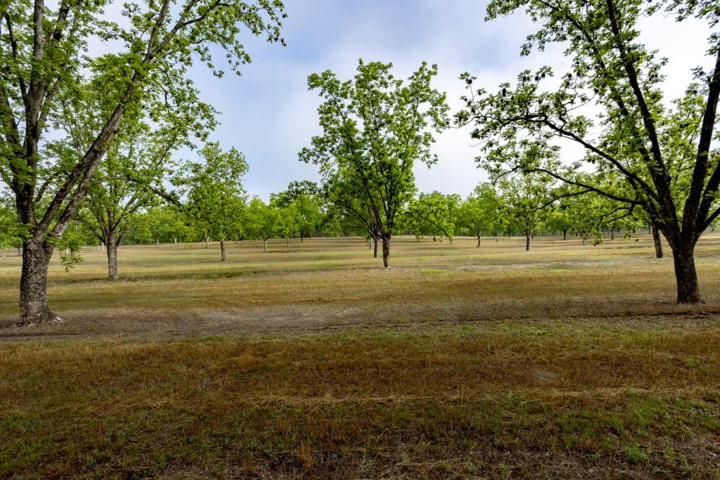 Candler Pecan Orchard Photo