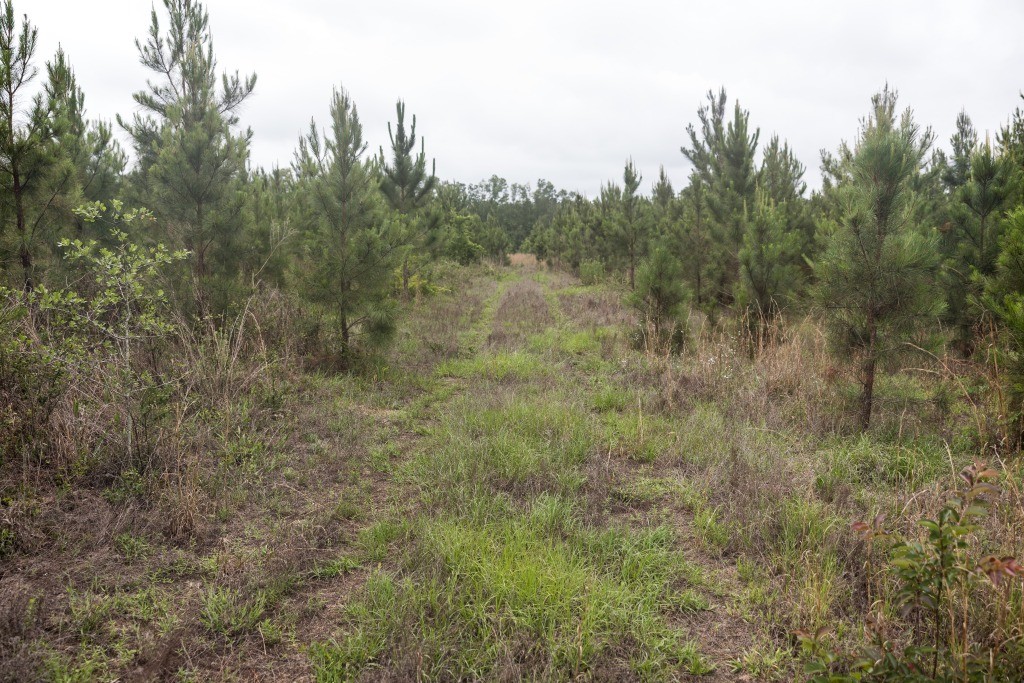 Adams Hammock Homestead Photo