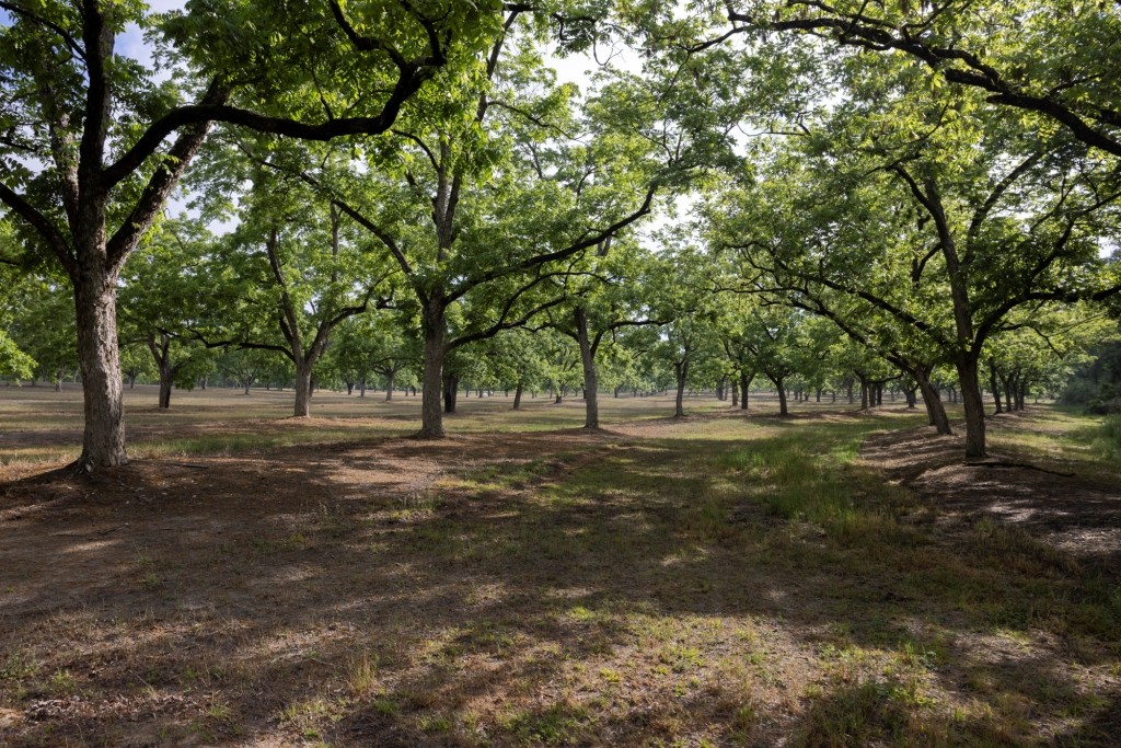 Candler Pecan Orchard Photo