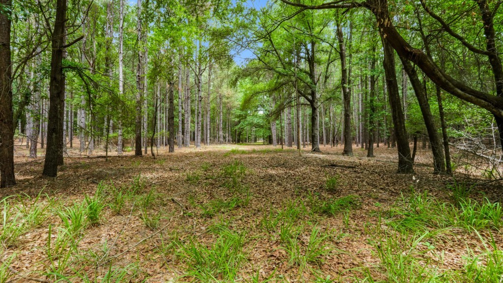 River Road Woods Photo