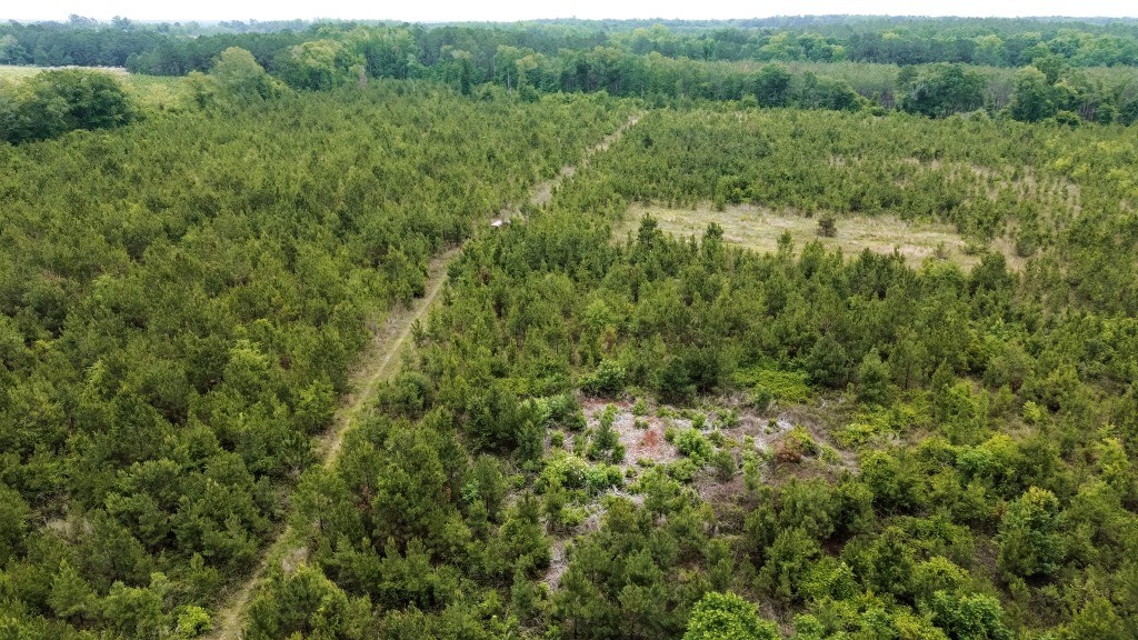 Adams Hammock Homestead Photo