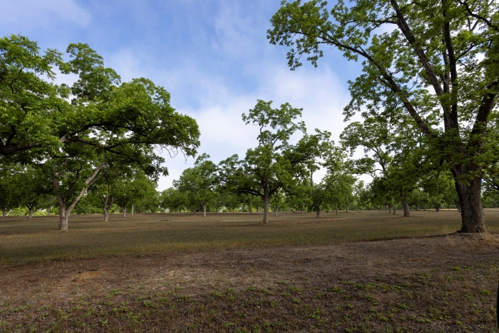 Candler Pecan Orchard Photo