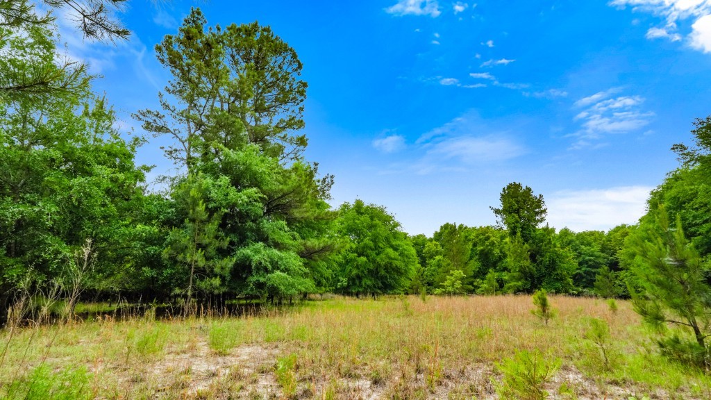 River Road Woods Photo