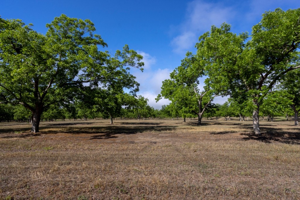 Candler Pecan Orchard Photo