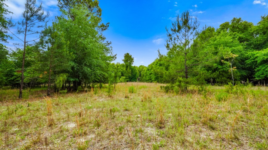River Road Woods Photo