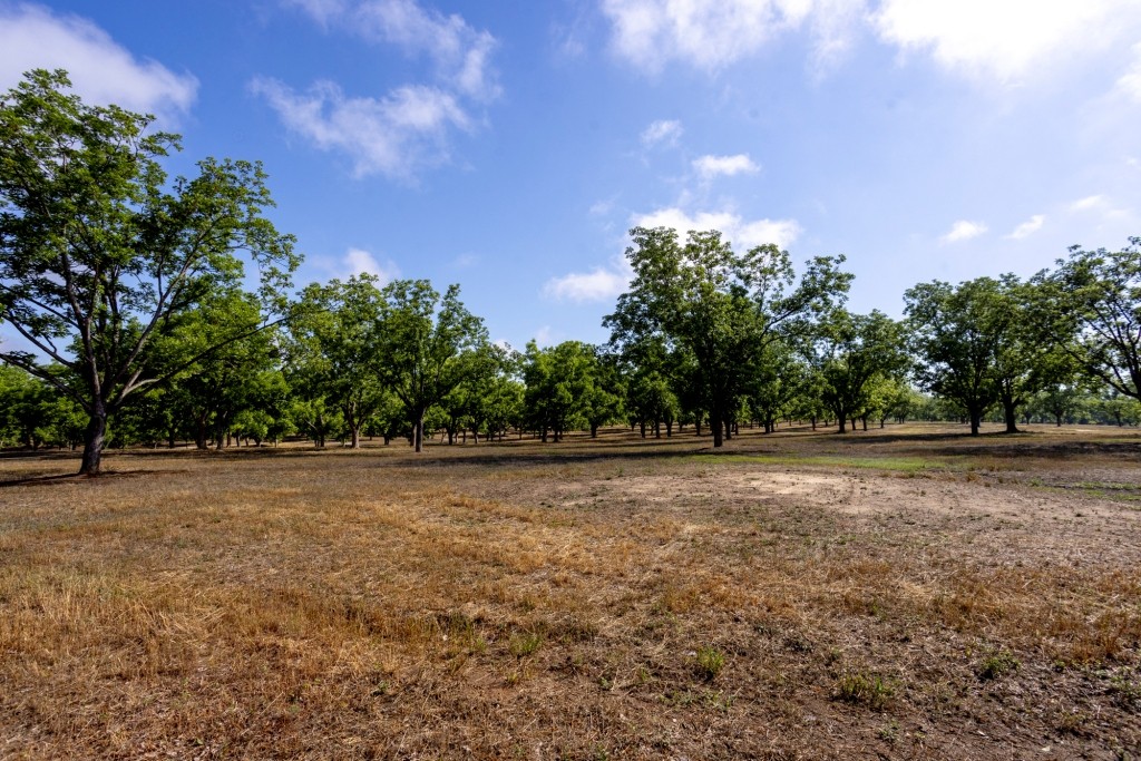 Candler Pecan Orchard Photo