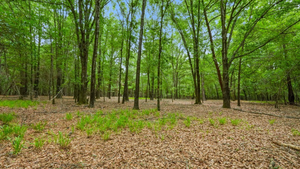 River Road Woods Photo