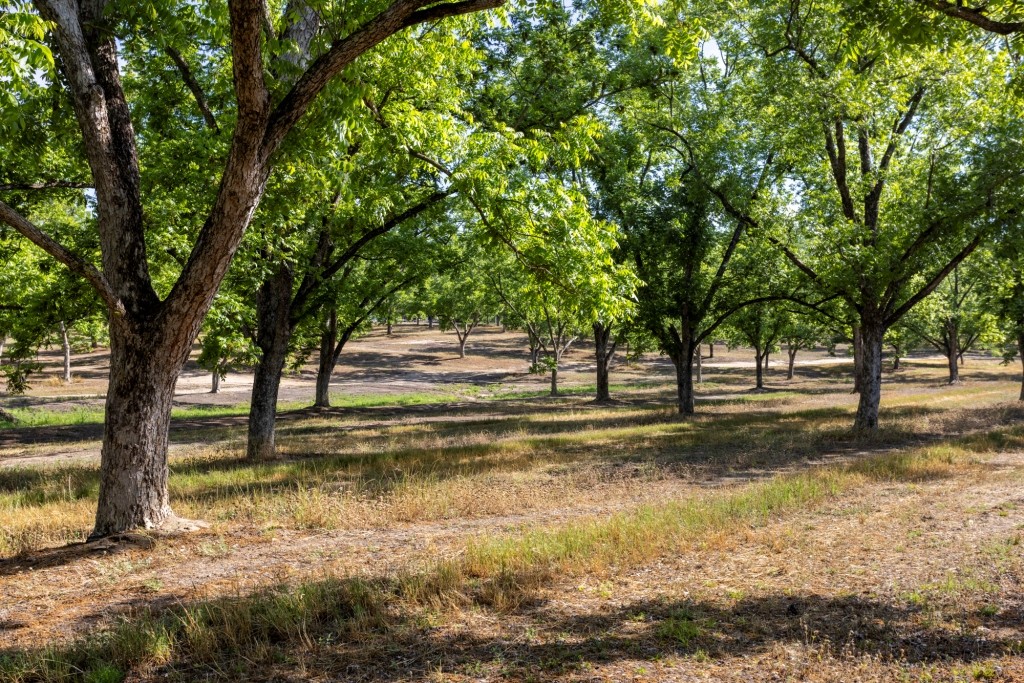 Candler Pecan Orchard Photo
