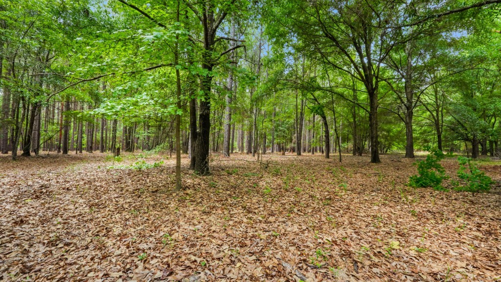 River Road Woods Photo