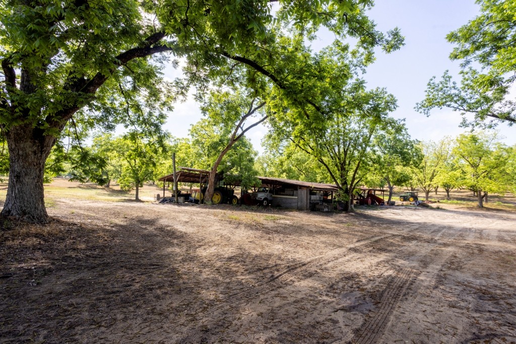 Candler Pecan Orchard Photo
