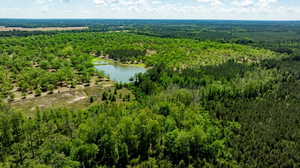 Candler Pecan Orchard Photo