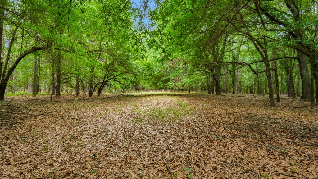 River Road Woods Photo