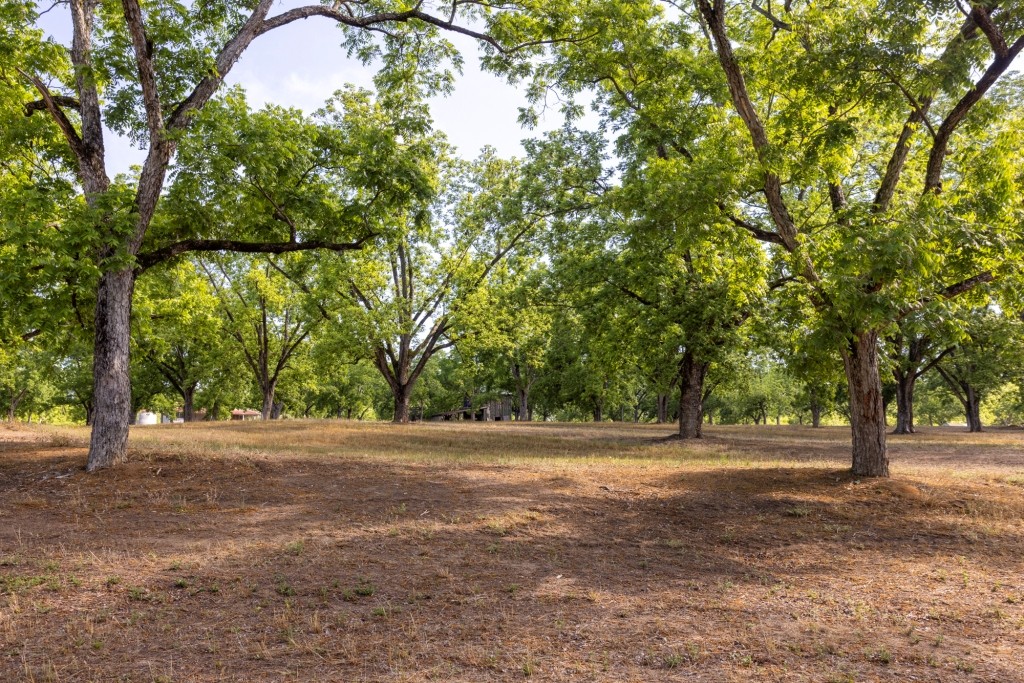 Candler Pecan Orchard Photo