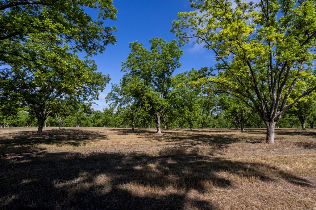 Candler Pecan Orchard Photo