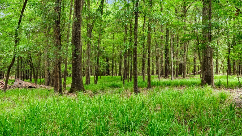 River Road Woods Photo