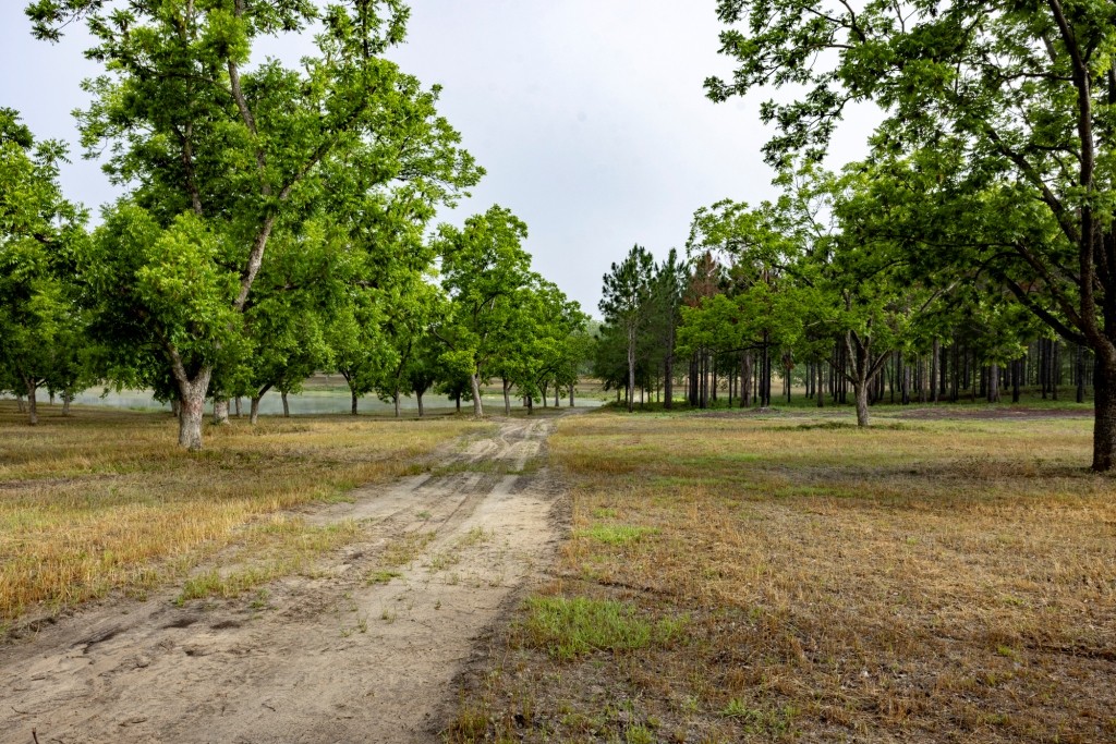 Candler Pecan Orchard Photo