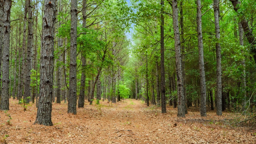 River Road Woods Photo