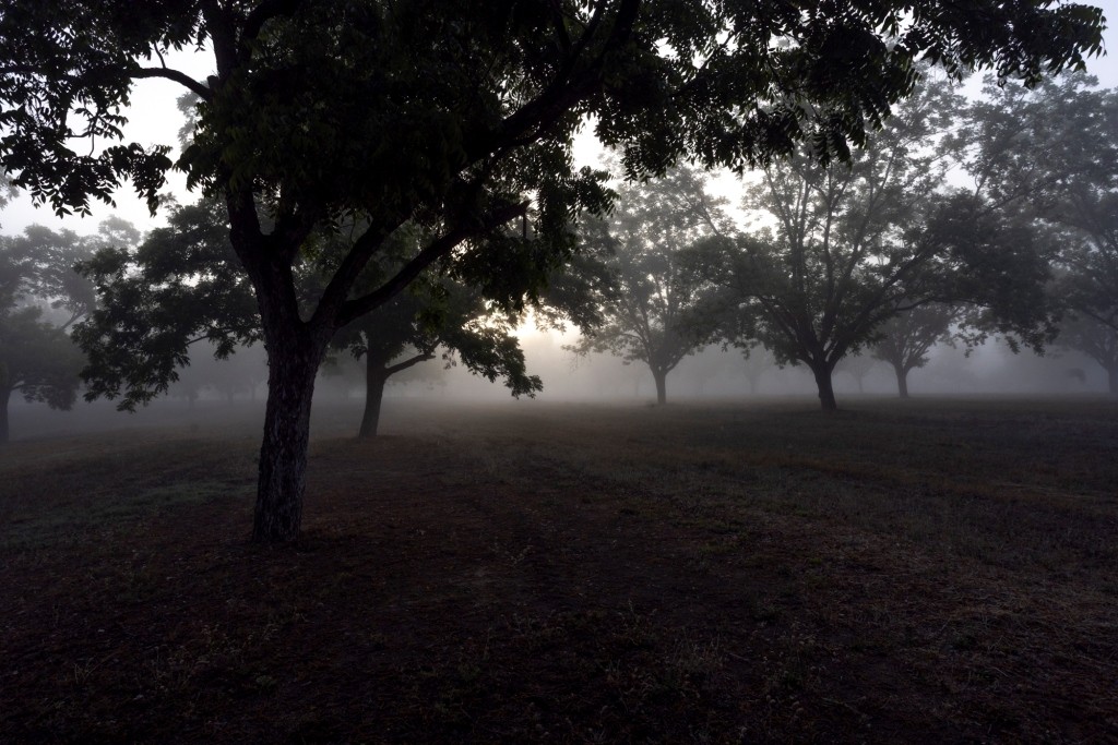Candler Pecan Orchard Photo