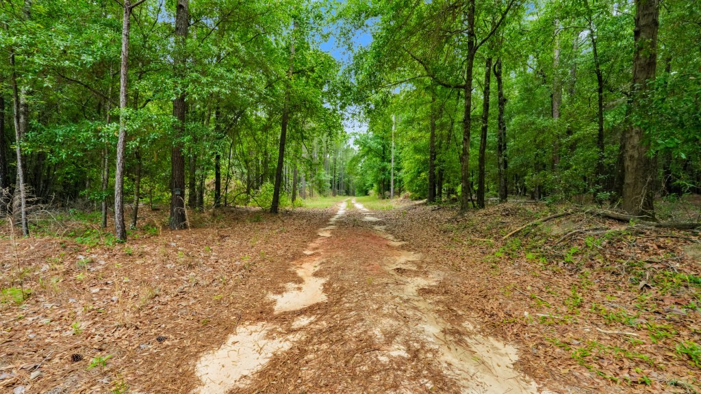 River Road Woods Photo