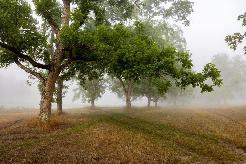 Candler Pecan Orchard Photo