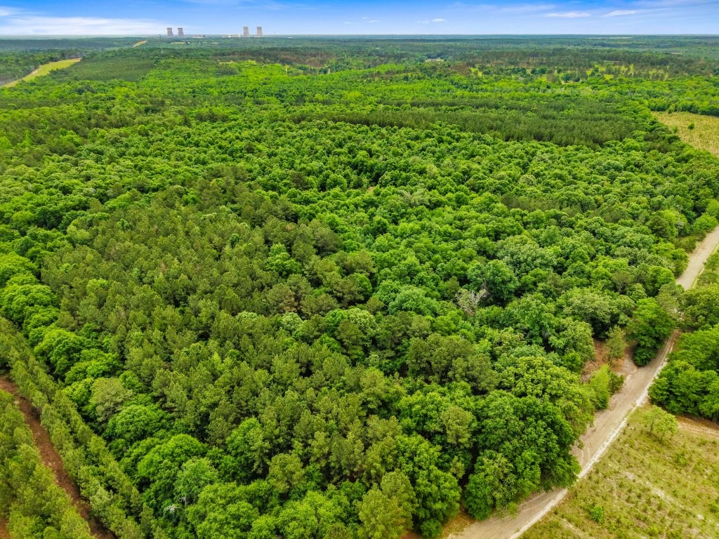 River Road Woods Photo