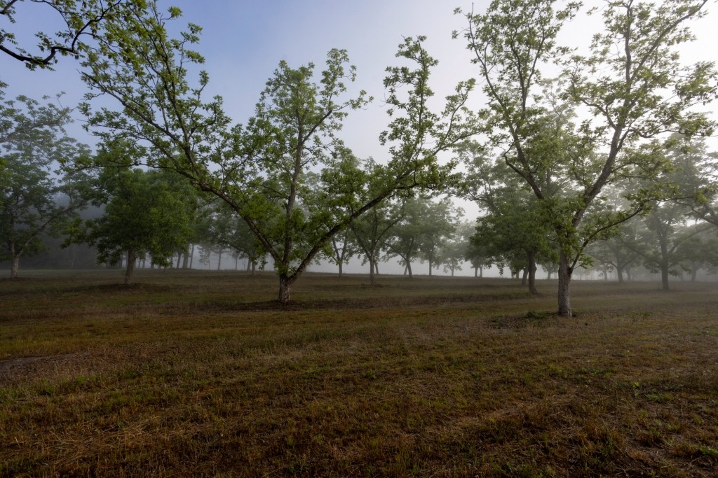 Candler Pecan Orchard Photo