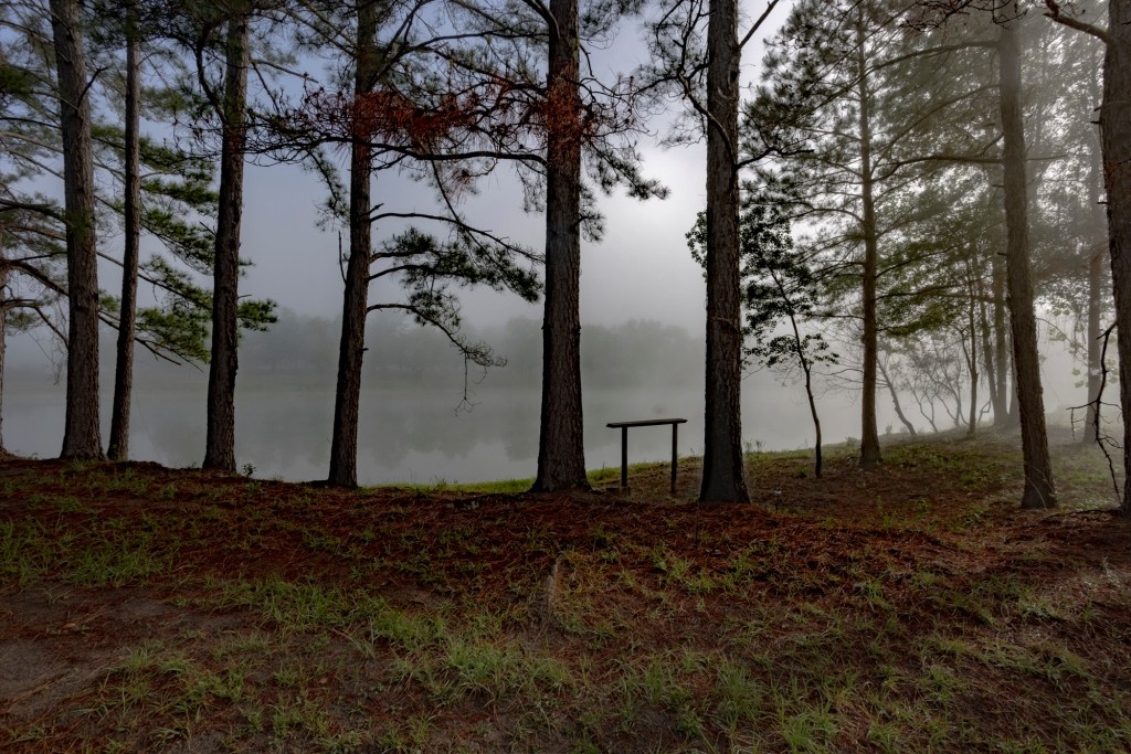 Candler Pecan Orchard Photo