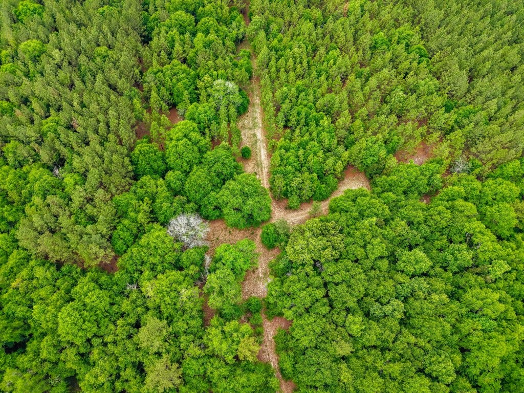 River Road Woods Photo