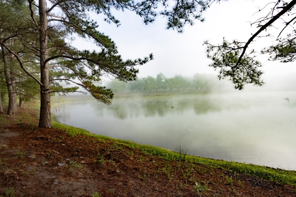 Candler Pecan Orchard Photo